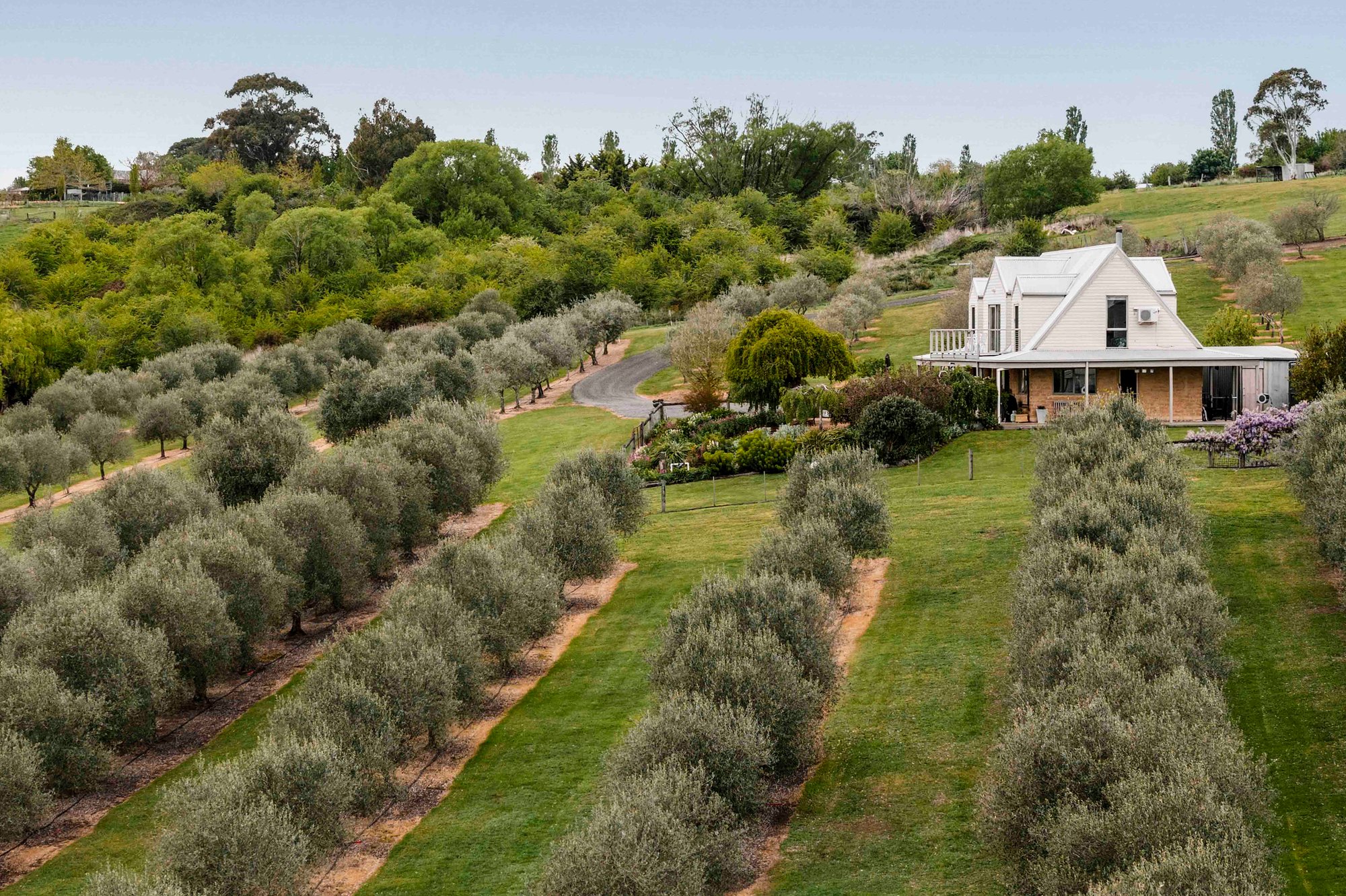 Acreage real estate photography olive grove